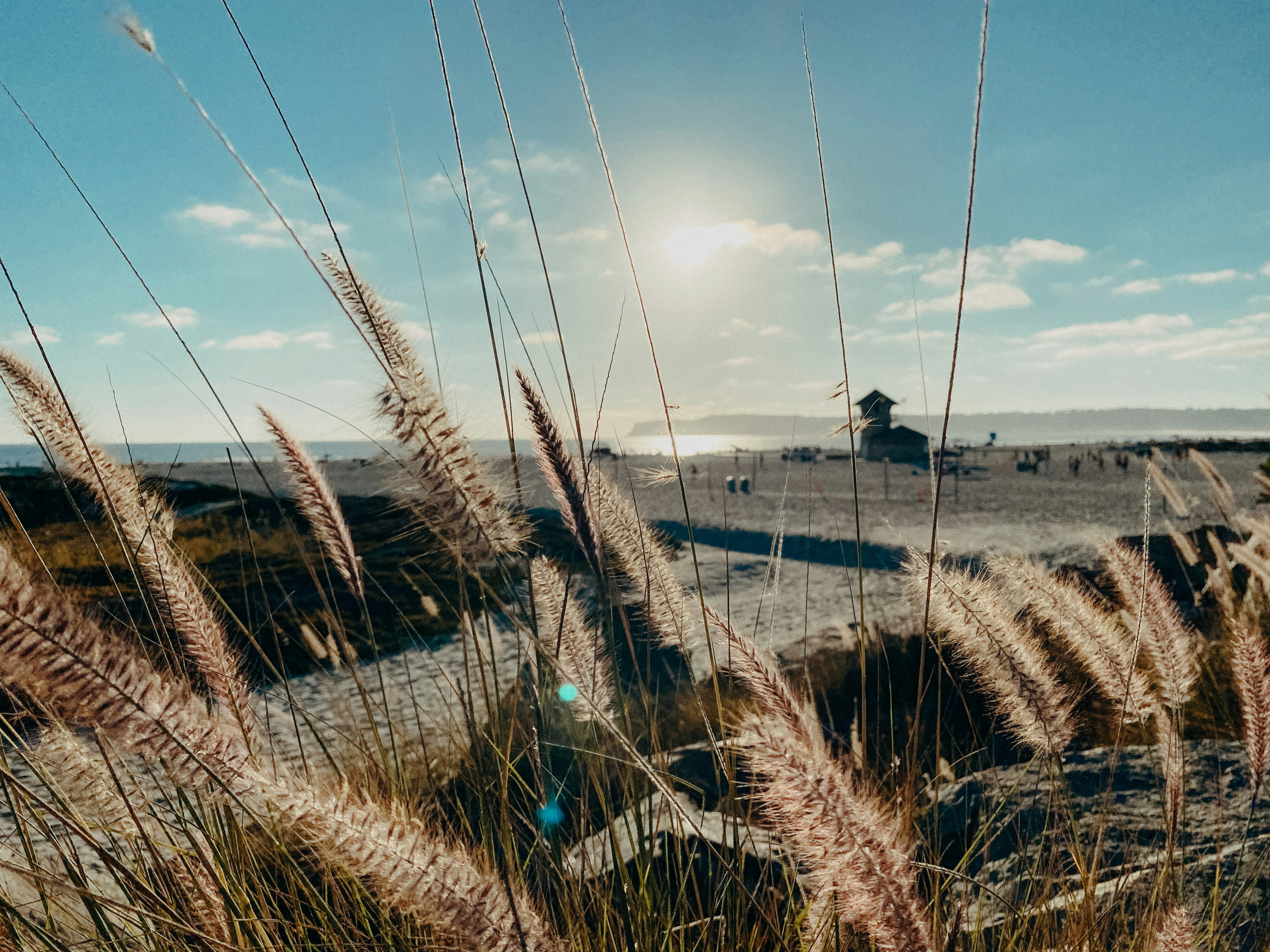 brown wheat field near body of water under blue sky during daytime